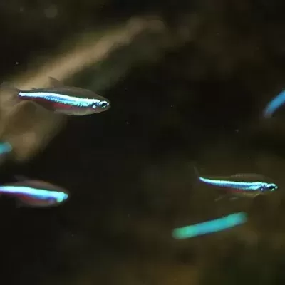 Peixes pequenos translúcidos com listra azul-neon nadando em água escura