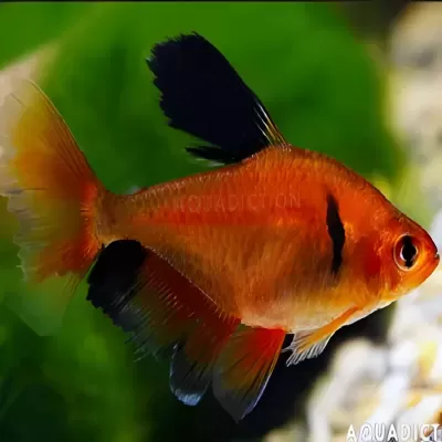 Peixe de aquário vermelho e laranja com nadadeiras pretas e cauda amarelada