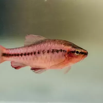 Peixe vermelho com linha preta pontilhada em água clara