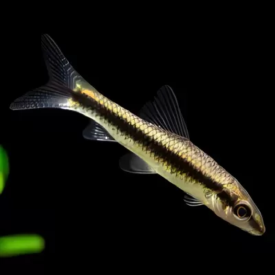 Peixe com corpo escamoso dourado e preto e nadadeiras escuras em fundo preto