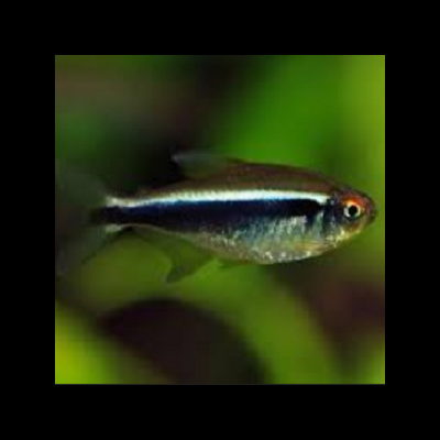 Peixe pequeno com listra preta e corpo prateado em água