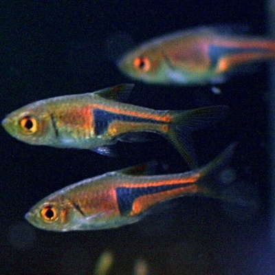 Três peixes neón com linhas laranja e azul em fundo aquático escuro
