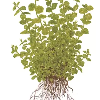 Ilustração de planta com folhas verdes e raízes expostas