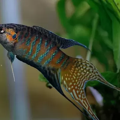 Peixe tropical colorido em aquário com plantas verdes