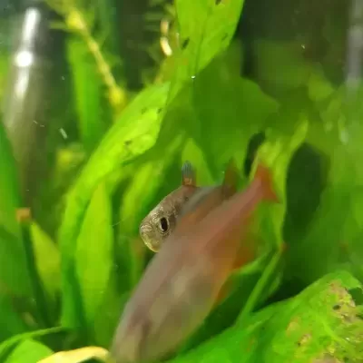 Dois peixes num aquário com plantas verdes e folhas com manchas escuras