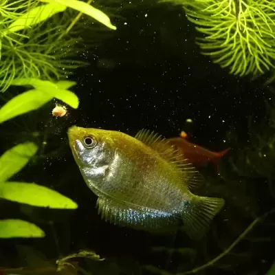 Peixe dourado com barbatanas translúcidas num aquário com plantas verdes