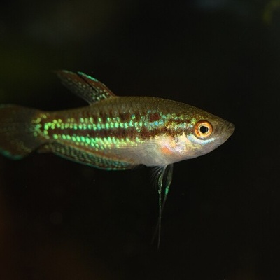 Peixe iridescente azul e verde a nadar em fundo escuro