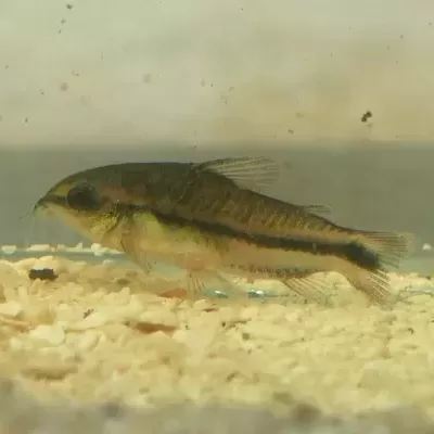 Peixe pequeno castanho com linha preta sobre cascalho em aquário