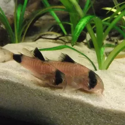 Dois peixes Corydoras panda em aquário com areia clara e plantas verdes