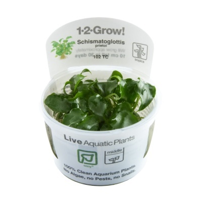 Vaso com planta aquática verde Schismatoglottis prietoi em embalagem transparente com rótulos e logotipos