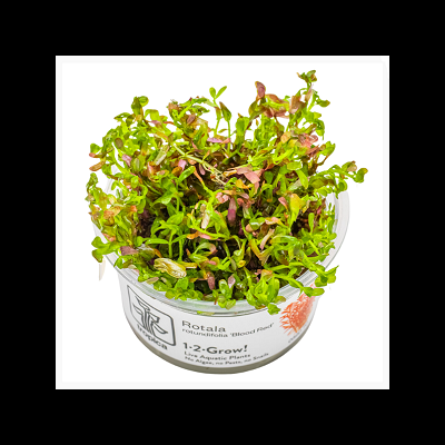 Planta aquática Rotala Blood Red em vaso com etiqueta branca