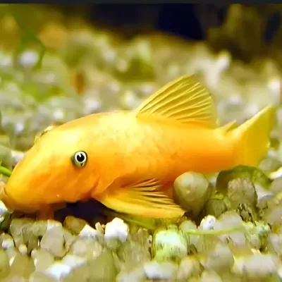 Peixe dourado repousando sobre cascalho de aquário com plantas ao fundo.