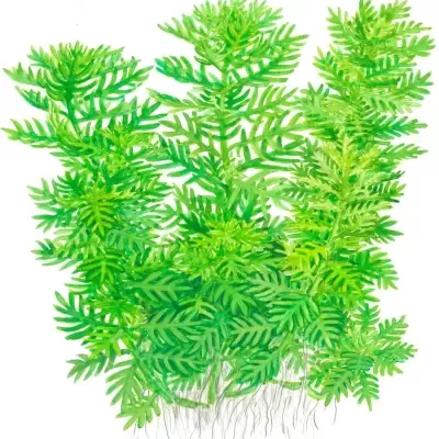 Plantas aquáticas verdes com folhas finas e raízes visíveis