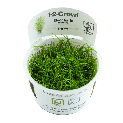 Vaso branco com planta aquática Eleocharis acicularis verde e rótulo da marca Tropica