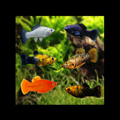 MOLLY&#x20;SORTIDO&#x20;M