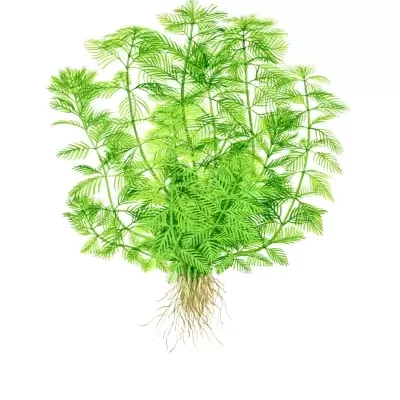 Planta aquática verde com raízes visíveis em fundo branco