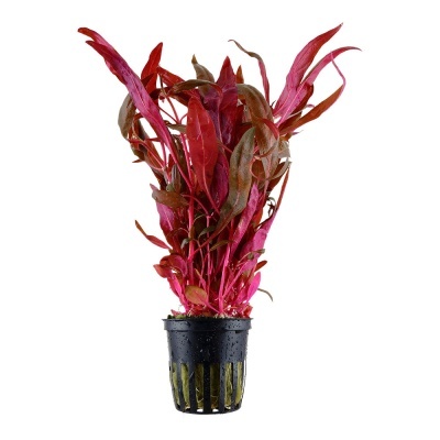 Planta aquática em vaso preto com folhas vermelhas e rosas
