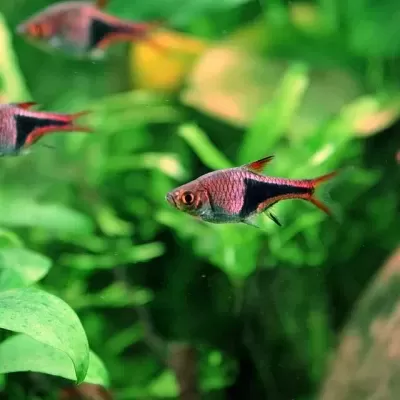 Peixes Barbo Tiger em aquário com plantas verdes