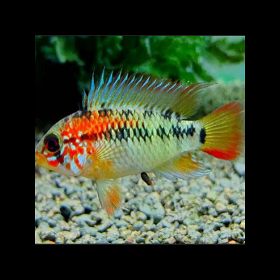 Peixe colorido com nadadeiras azuis e vermelhas em cascalho