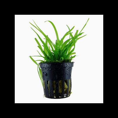 Planta verde em vaso plástico preto com orifícios e gotas de água