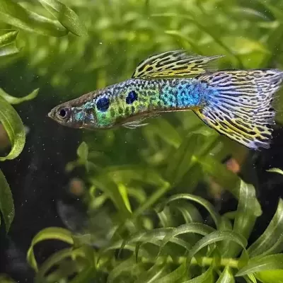 Peixe guppy colorido entre plantas aquáticas