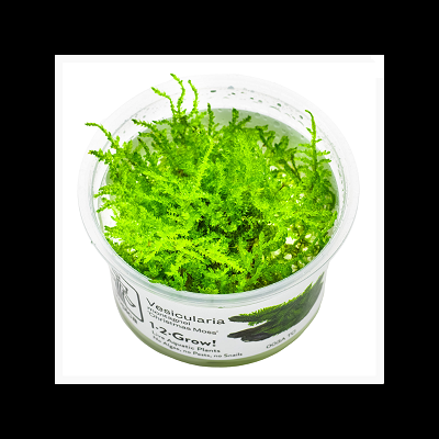 Planta aquática Vesicularia em vaso plástico transparente com rótulo branco