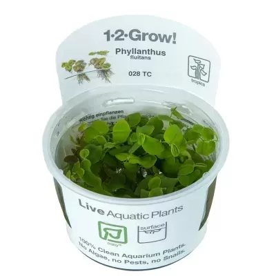 Planta aquática Phyllanthus fluitans em recipiente plástico com etiqueta branca