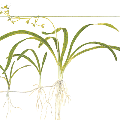 Ilustração botânica de plantas com folhas verdes e raízes