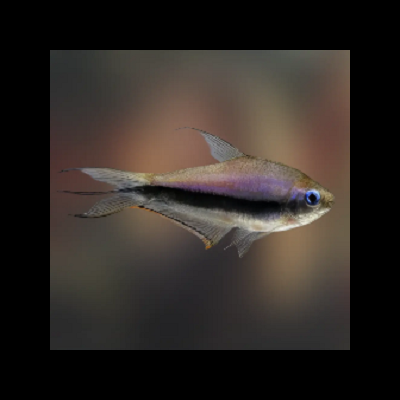 Peixe tropical translúcido com linha preta horizontal e nadadeiras transparentes em aquário