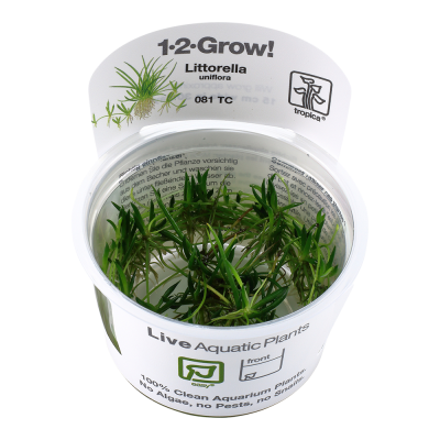 Plantas aquáticas Littorella uniflora em recipiente plástico com rótulo branco