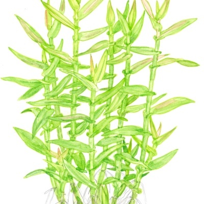 Ilustração de plantas verdes com caules e folhas finas em fundo branco