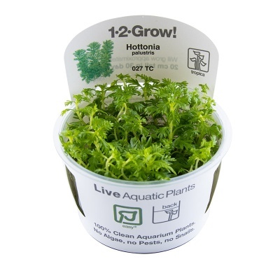 Plantinha aquática verde Hottonia palustris em vaso com rótulo branco