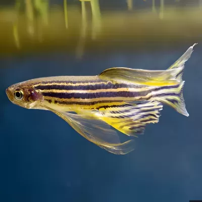 Danio&#x20;Rerio&#x20;veu&#x20;3-3.5cm