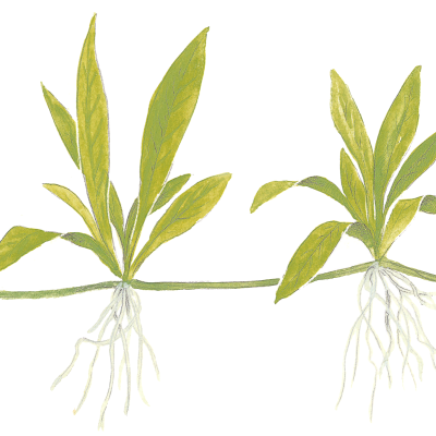 Ilustração botânica de plantas com folhas verdes e raízes brancas