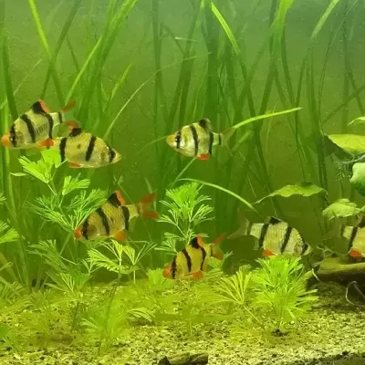 Peixes tropicais em aquário com plantas aquáticas e areia