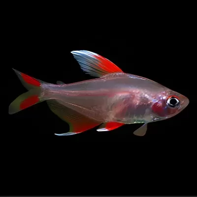 Peixe translúcido cinzento com nadadeiras vermelhas e brancas em fundo preto