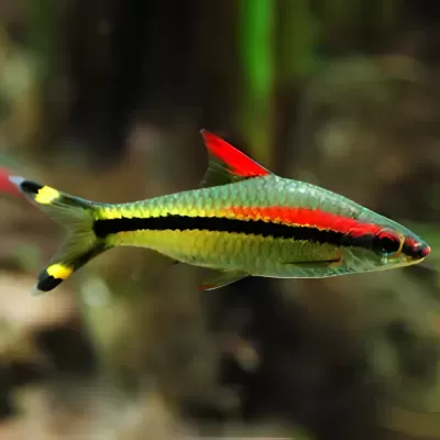 Peixe colorido em ambiente aquático