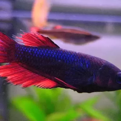 Peixe Betta azul escuro com nadadeiras vermelhas em aquário