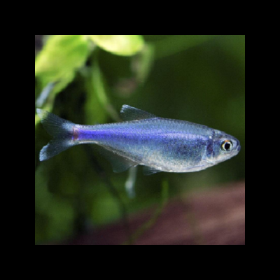 Peixe neon azul translúcido num aquário com plantas verdes