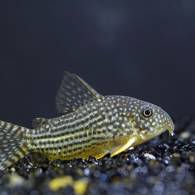 Peixe com corpo riscado e pontilhado num substrato escuro