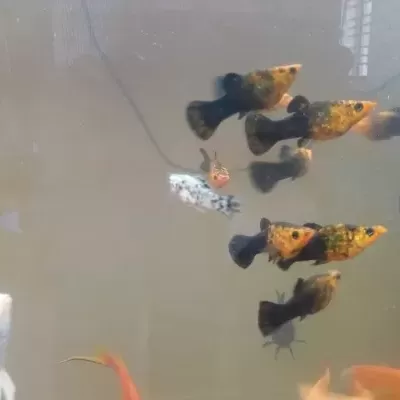 Peixes tropicais coloridos num aquário de vidro