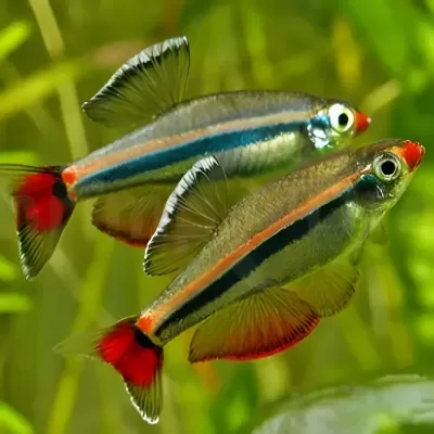 Dois peixes tetras neon coloridos em aquário com plantas verdes.