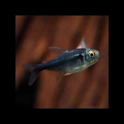 Peixe azul escuro translúcido com olhos amarelos nadando