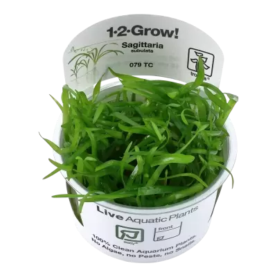 Planta aquática Sagittaria subulata em vaso branco com etiquetas