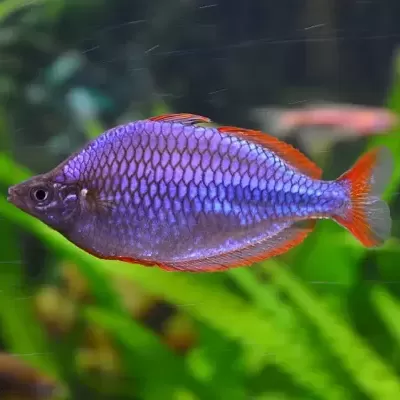 Peixe tropical azul com barbatanas vermelhas em aquário com plantas verdes
