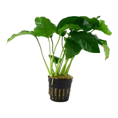 Planta aquática verde em vaso de plástico preto.