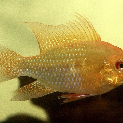 Peixe alaranjado translúcido com escamas brilhantes azuladas e douradas em aquário