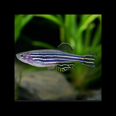 Danio&#x20;Rerio&#x20;3-3.5cm