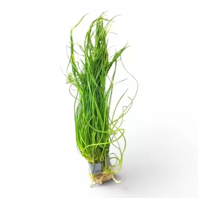Ramo de ervas frescas verdes com folhas longas e finas