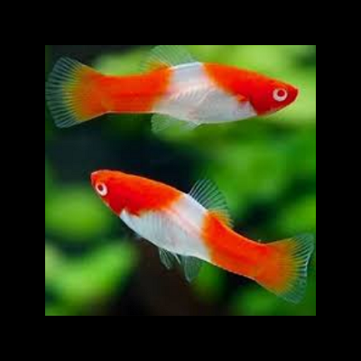 Dois peixes molinésia vermelho e branco em aquário verde desfocado
